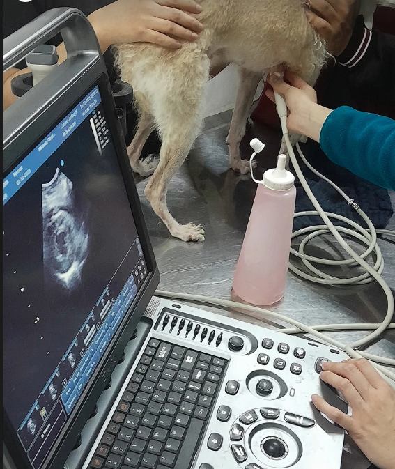 Valoración cardiológica