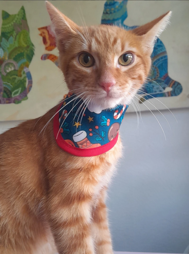 Gato naranja en consulta