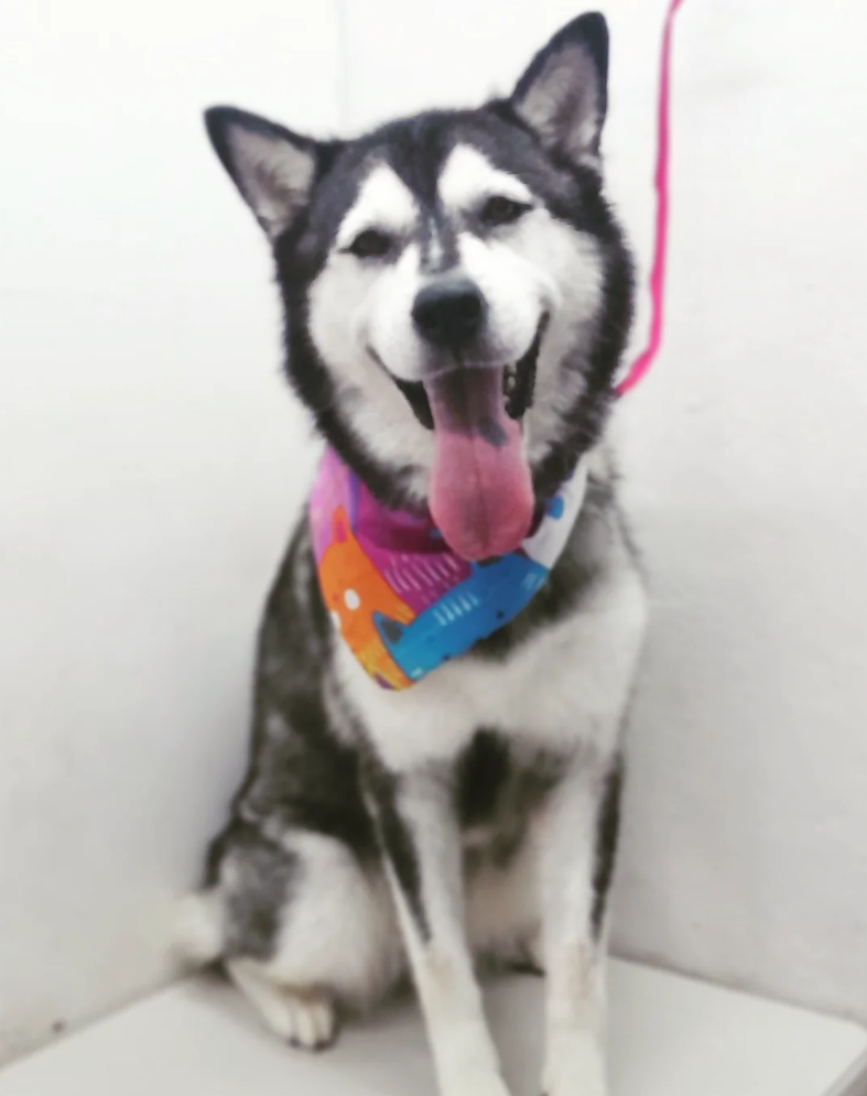 Husky atendido en la clínica