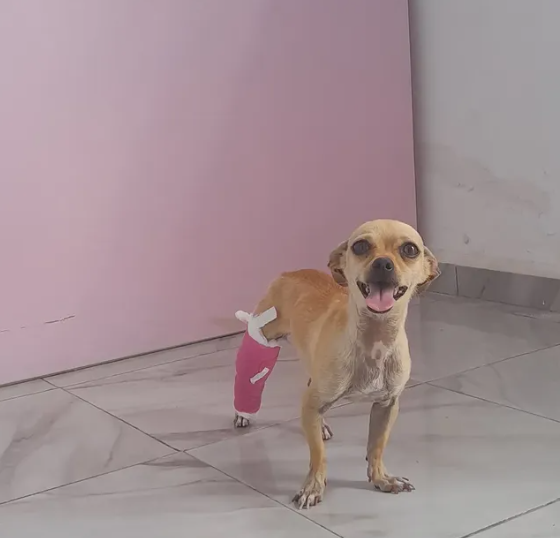 Valoración ortopédica canina