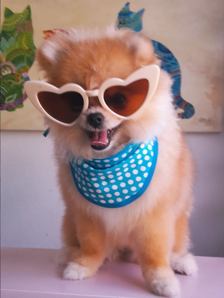 Perrito pomerania con lentes tras su sesión de estética en Doc Dog